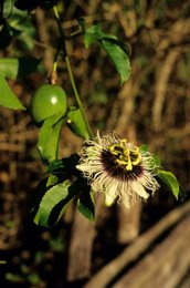 Archipel-des-Comores;-Fleur;-Fleur-de-la-passion;-France;-Fruit-de-la-passion;-Kaleidos;-Kaleidos-images;-La-parole-à-limage;-Laurent-Abad;-Liane;-Mayotte;-Nature;-Océan-Indien;-Stories-Pictures;-Végétation